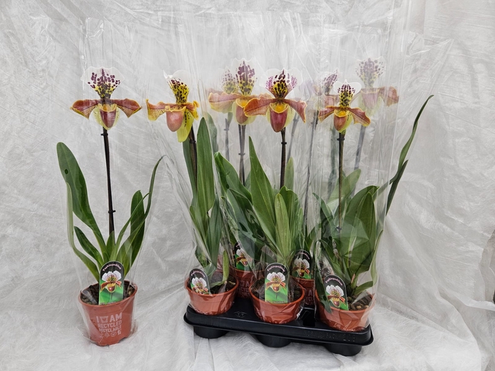 <h4>PAPH AMERIKA HYB GEM</h4>