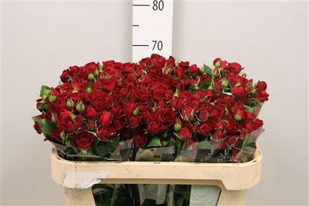 <h4>Rosa TR 'Rubicon'</h4>