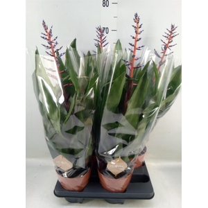 Aechmea  'Blue Rain'