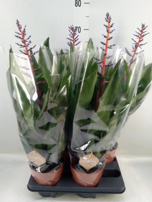 <h4>Aechmea  'Blue Rain'</h4>