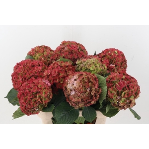 Hydr M Roy Anasta Cl