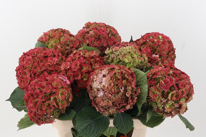 <h4>Hydr M Roy Anasta Cl</h4>