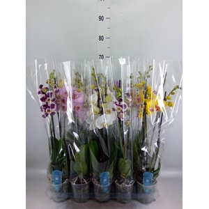 Phalaenopsis   ...mix  5
