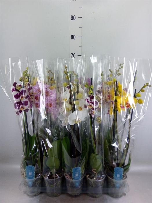 <h4>Phalaenopsis   ...mix  5</h4>