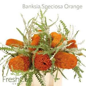 Banksia Speciosa Orange