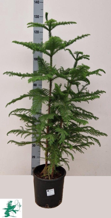 <h4>ARAU HETEROPHYL</h4>