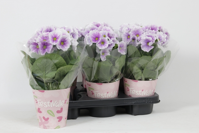 <h4>PRIM OB TM GEM</h4>