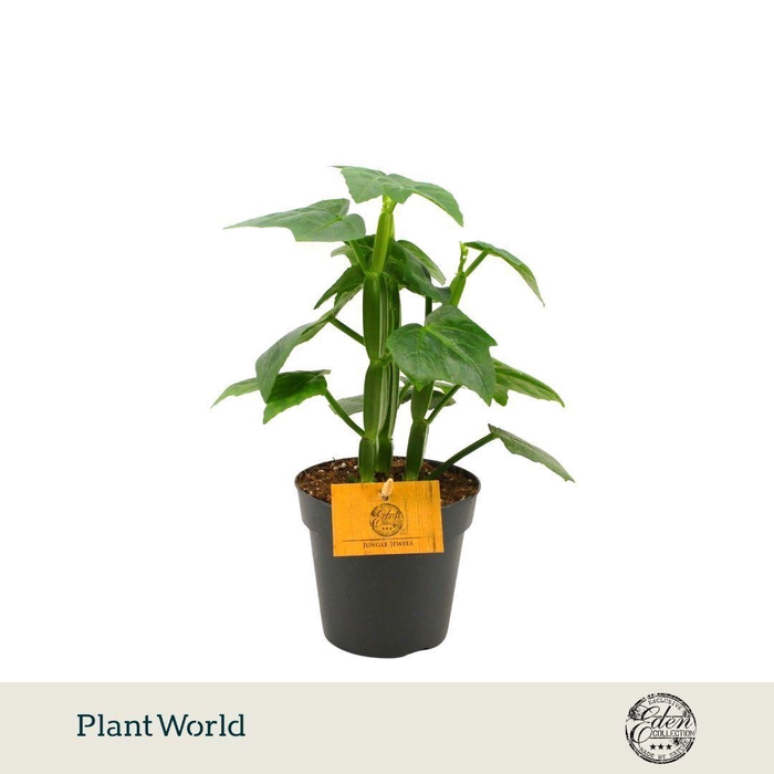 <h4>Cissus quadrangularis 12cm</h4>