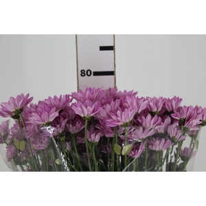 CRISANTEMO ROSE REAGAN 080 CM