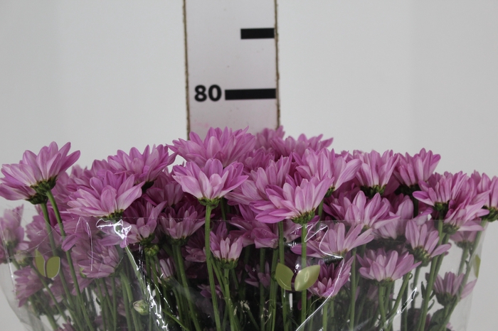 <h4>CRISANTEMO ROSE REAGAN 080 CM</h4>