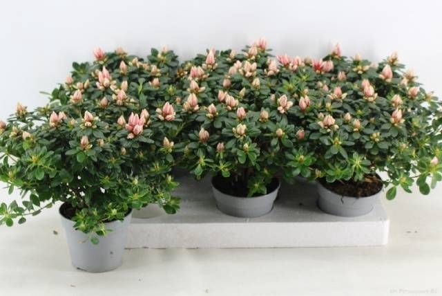 <h4>RHODO SI MEVR GERARD</h4>