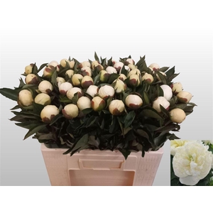 Paeo L Duches D Nemo