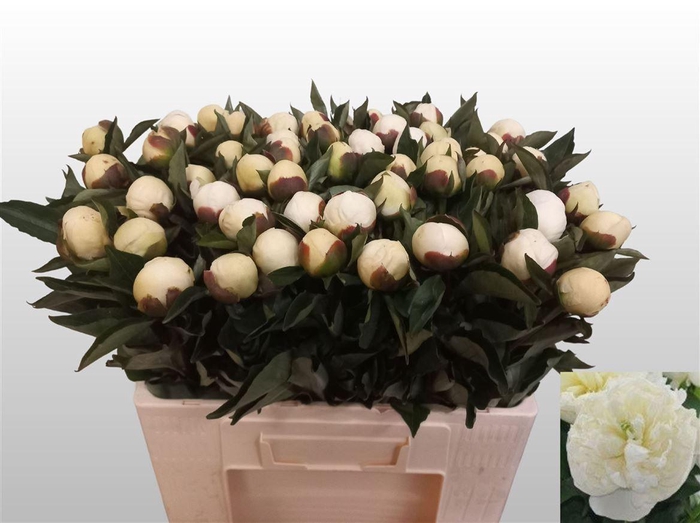 <h4>Paeo L Duches D Nemo</h4>