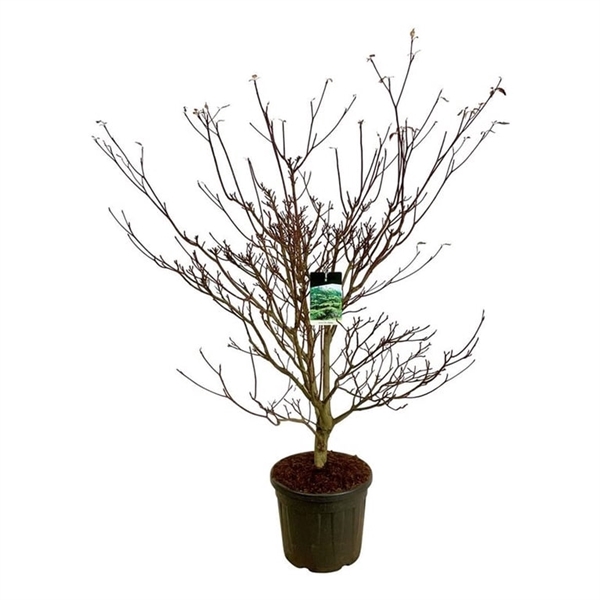 <h4>Cornus controversa 'Pagoda'</h4>