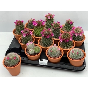 CACTUS IN TERRACOTTA