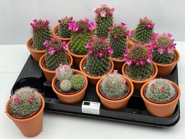 CACTUS IN TERRACOTTA