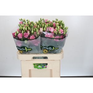 Eustoma Du Rosita Pink