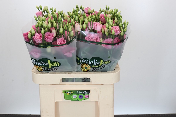 <h4>Eustoma Du Rosita Pink</h4>