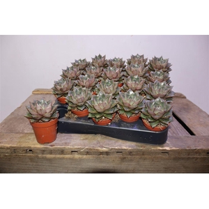 arr8 Echev Purpusorum