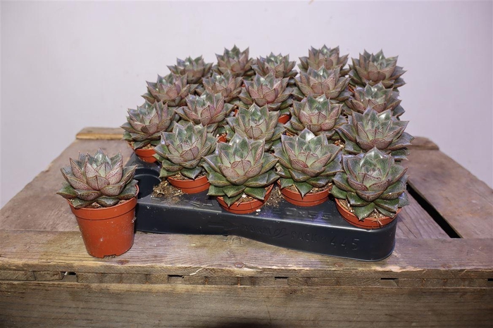 <h4>arr8 Echev Purpusorum</h4>