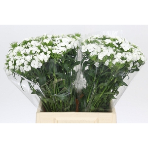 Dianthus Br White Duke