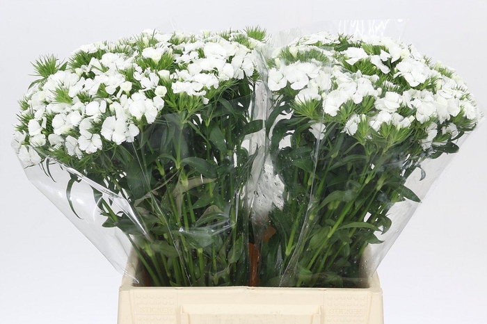 <h4>Dianthus Br White Duke</h4>