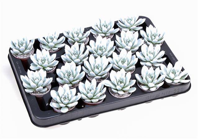 <h4>ECHEVERIA PARELMOER + GLITTER P5.5</h4>