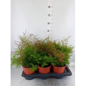 Asparagus dens. 'Cwebe'