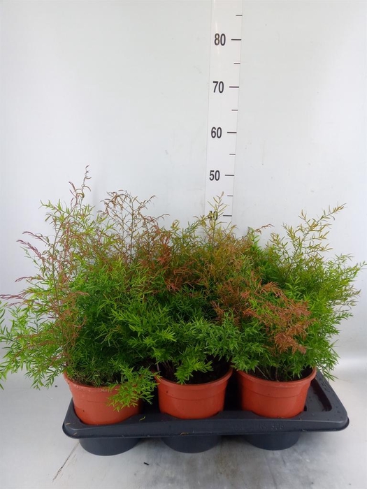 <h4>Asparagus dens. 'Cwebe'</h4>