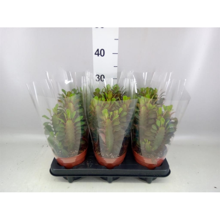 <h4>Euphorbia trigona 'Rubra'</h4>