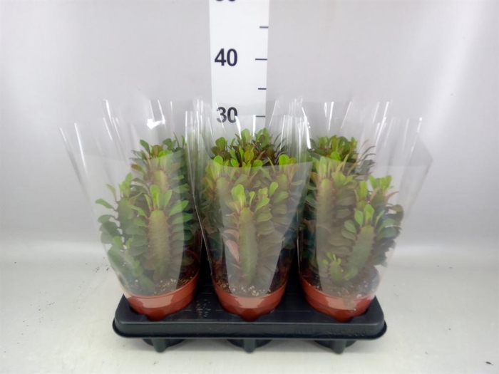 Euphorbia trigona 'Rubra'