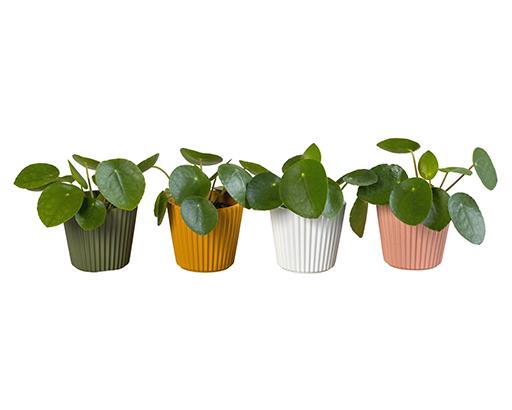 PILEA PEPEROMIOIDES P6 L 65914