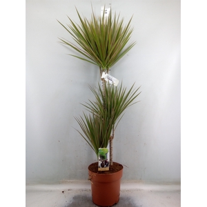 Dracaena marg. 'Bicolor'