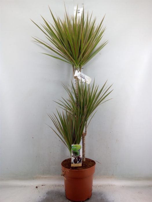 <h4>Dracaena marg. 'Bicolor'</h4>