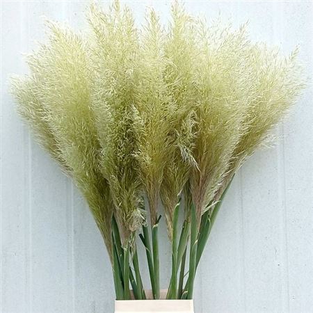 <h4>Cortaderia Se Evita Xxl</h4>