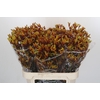 Anigozanthos Gold Fever