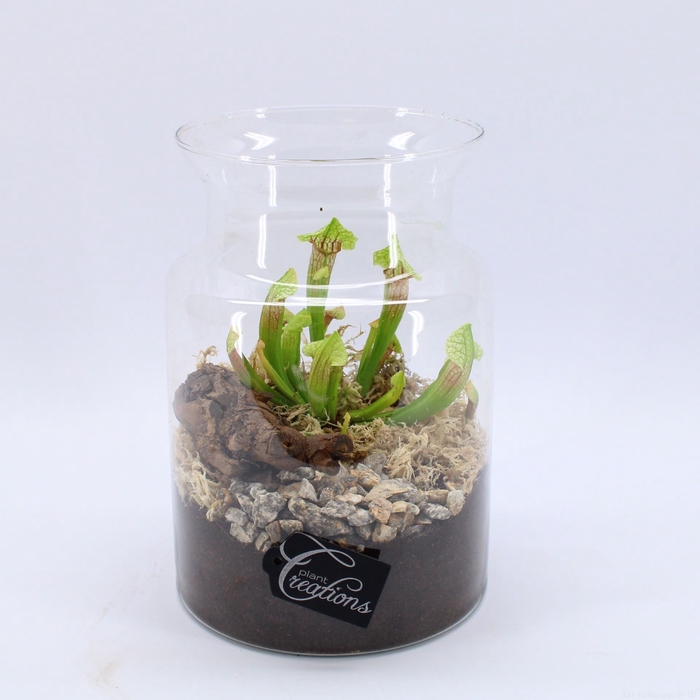 CARNI-2409 Carni creatie terrarium