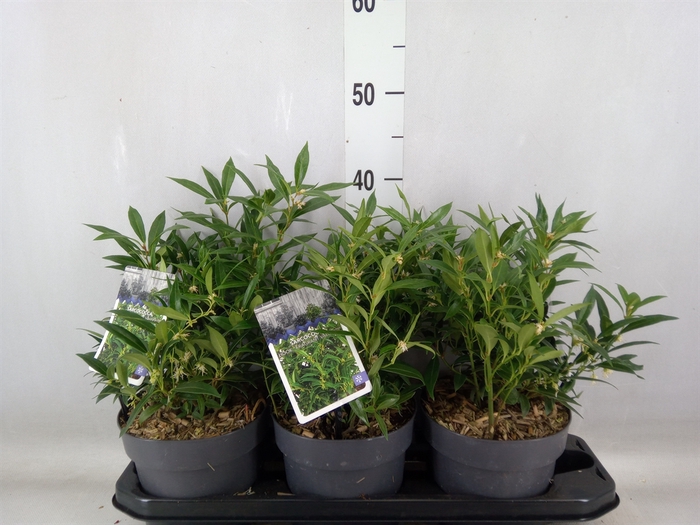 <h4>Sarcococca hookeriana</h4>