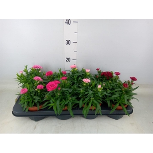 Dianthus  'Oscar'   ...mix