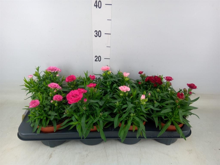<h4>Dianthus  'Oscar'   ...mix</h4>