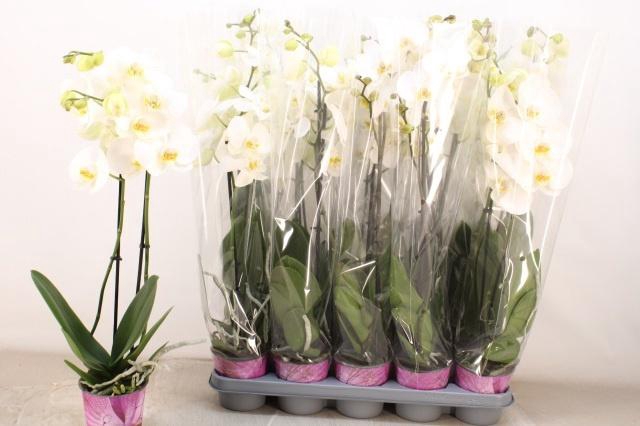 <h4>PHAL OV WIT</h4>