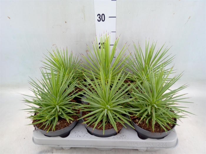 <h4>Agave stricta 'Nana'</h4>