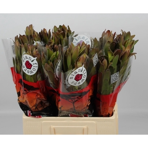 LEUCAD SAF GOLDSTRIK