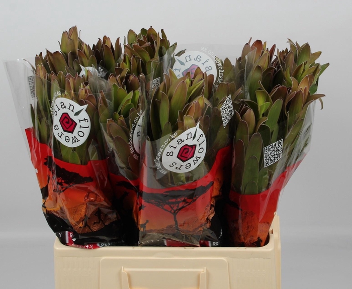 LEUCAD SAF GOLDSTRIK