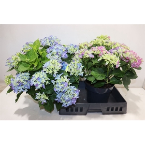Hydr M Early Blue