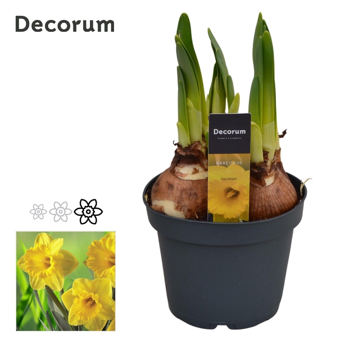 <h4>Narcis Gold Medal</h4>