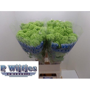 VIBURNUM ROSEUM ST 4 KOP