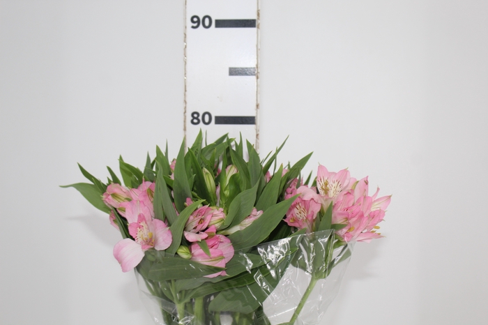 <h4>ALSTROEMERIA DUBAI 080 CM</h4>