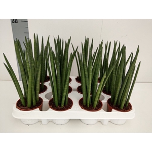 Sansevieria cyl.  ...