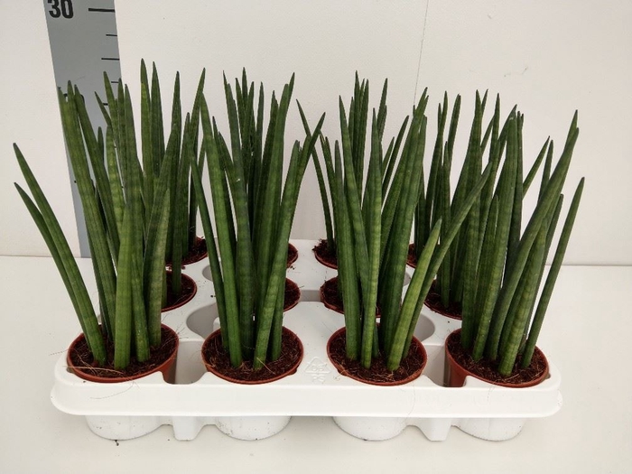 <h4>Sansevieria cyl.  ...</h4>